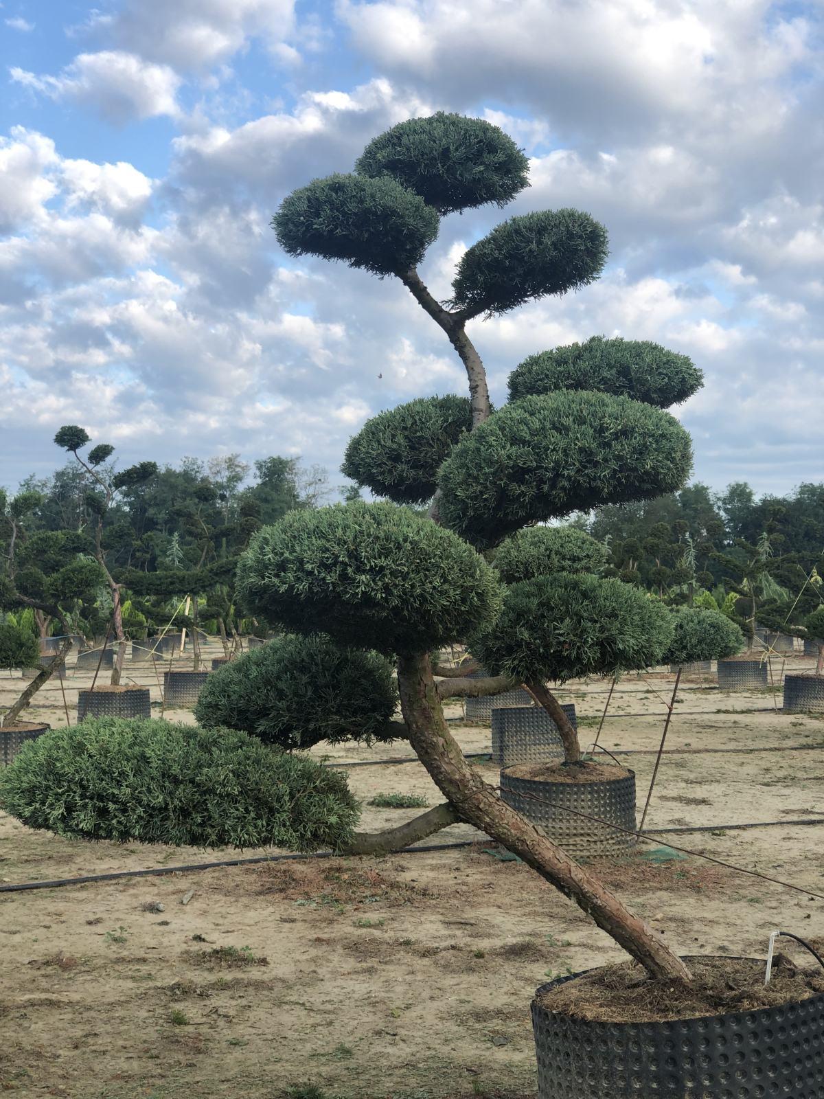 Juniperus Chinensis ‘Keteleeri’ Clouds (Cloud-Pruned Chinese Juniper)