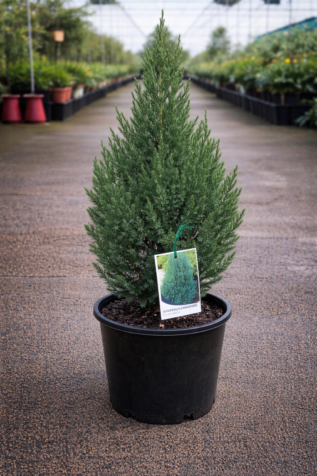 Juniperus Chinensis ‘Pyramidalis’ (Pyramidalis Chinese Juniper)