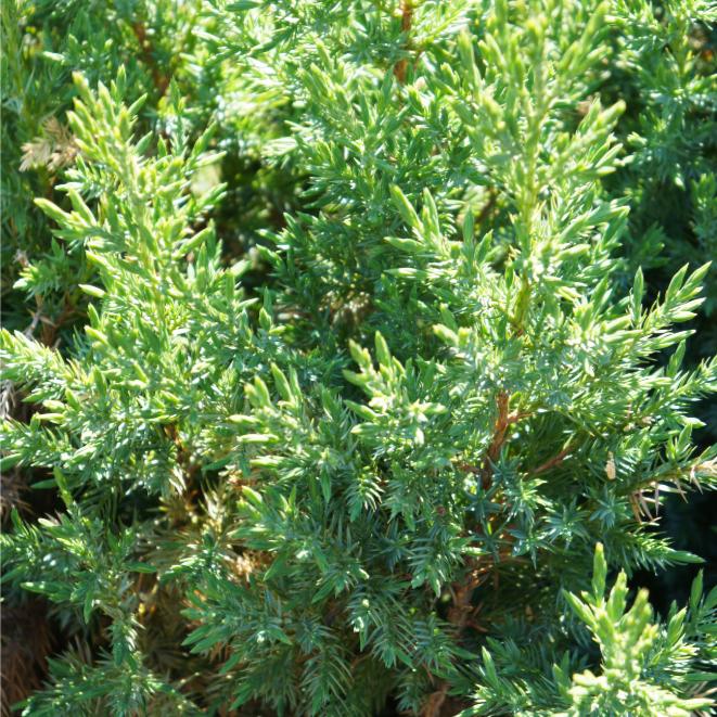 Juniperus Chinensis ‘Pyramidalis’ (Pyramidalis Chinese Juniper)
