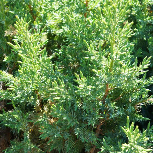 Juniperus Chinensis ‘Pyramidalis’ (Pyramidalis Chinese Juniper)