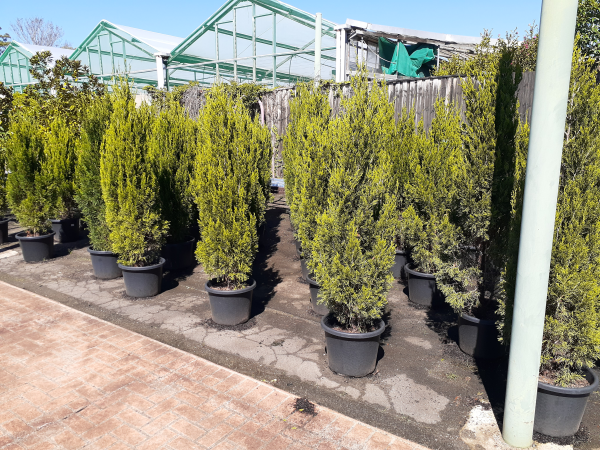Juniperus Chinensis 'Spartan' (Spartan Juniper)