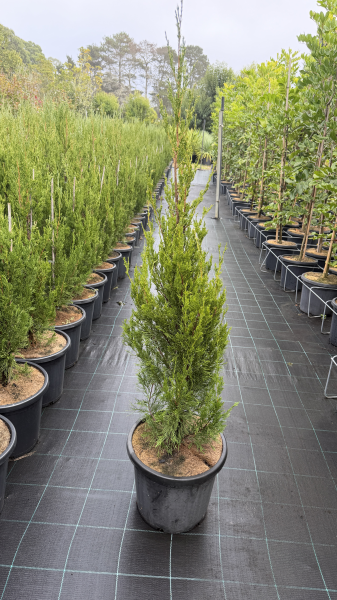 Juniperus Chinensis 'Spartan' (Spartan Juniper)