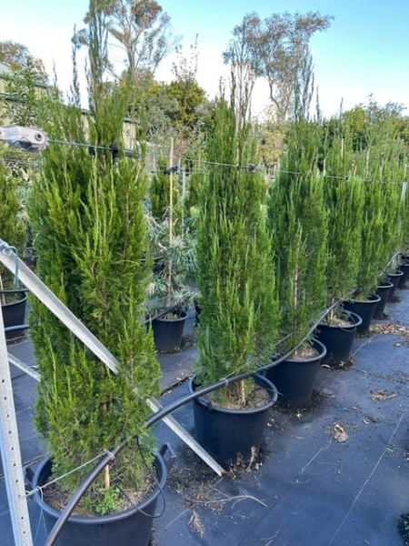 Juniperus Chinensis 'Spartan' (Spartan Juniper)