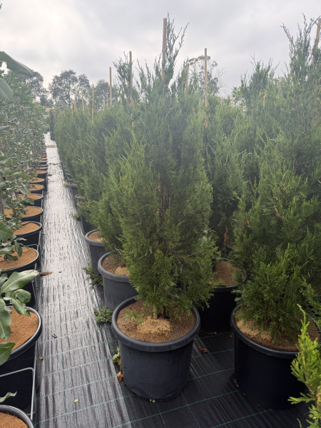 Juniperus Chinensis 'Spartan' (Spartan Juniper)