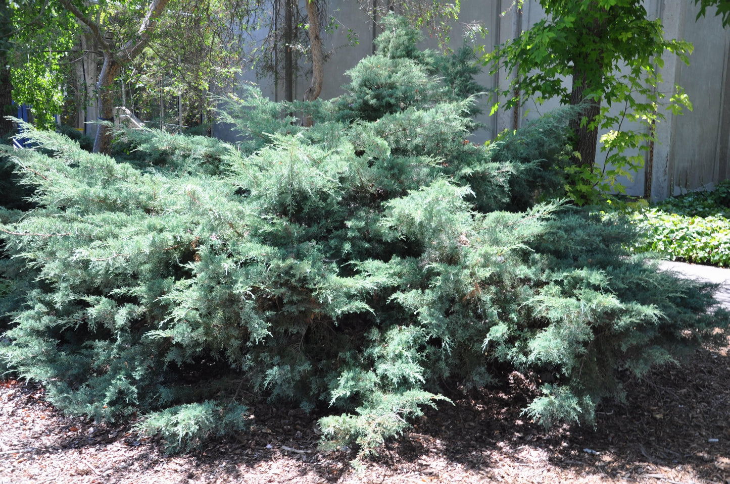 Juniperus virginiana ‘Grey Owl’ (Grey Owl Juniper)