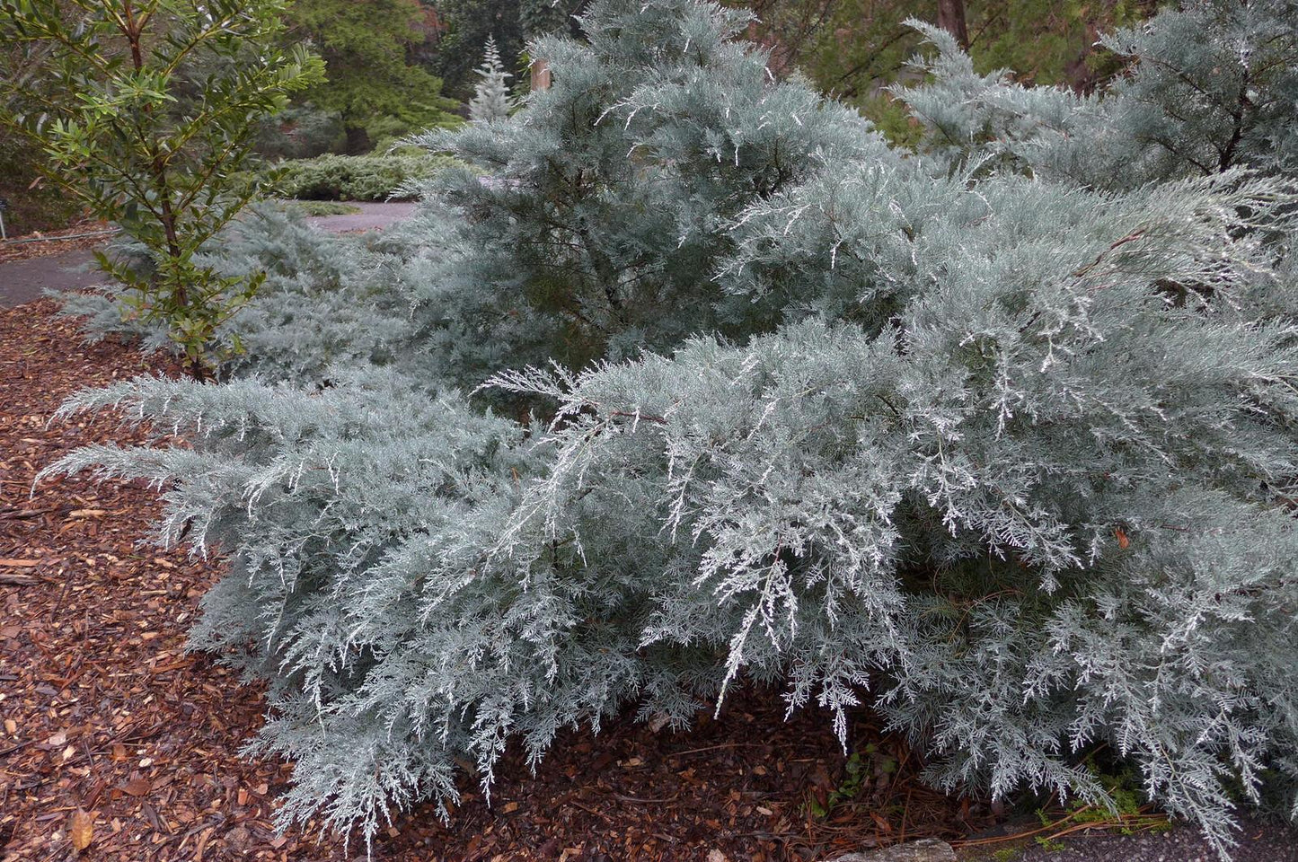 Juniperus virginiana ‘Grey Owl’ (Grey Owl Juniper)