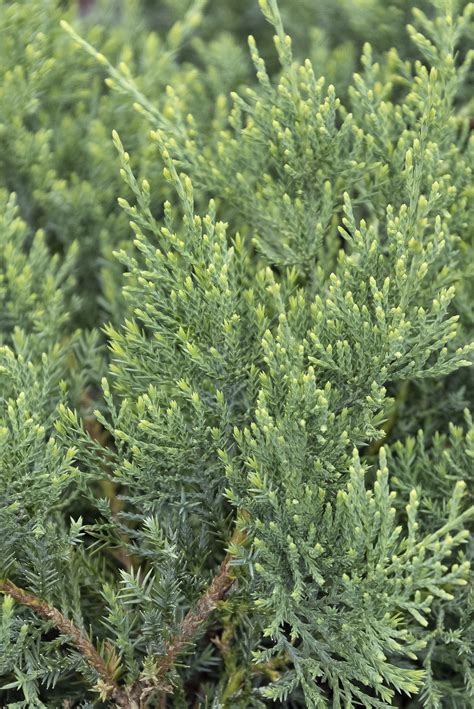 Juniperus virginiana ‘Grey Owl’ (Grey Owl Juniper)