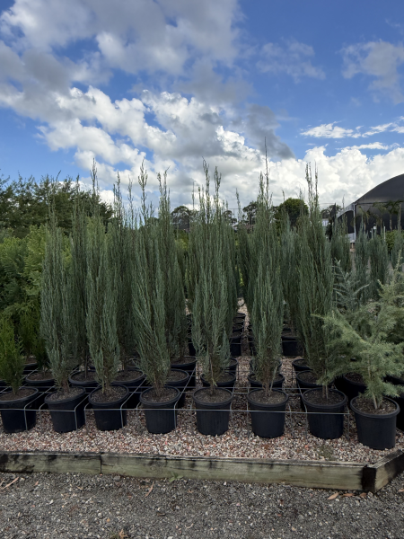 Juniperus Scopulorum 'Skyrocket' (Skyrocket Juniper)