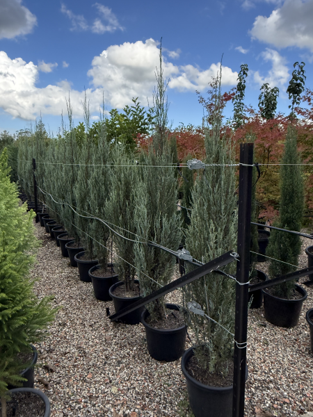 Juniperus Scopulorum 'Skyrocket' (Skyrocket Juniper)