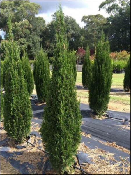 Juniperus Virginiana 'Spartan Pyramids' (Spartan Pyramids Juniper)