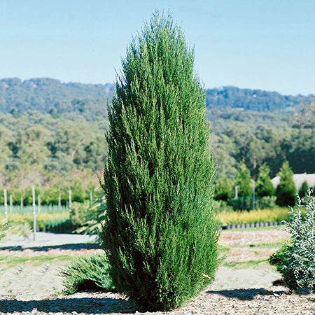 Spartan Standards Juniper – Grafted Formal Standard | Nursery Warehouse ...