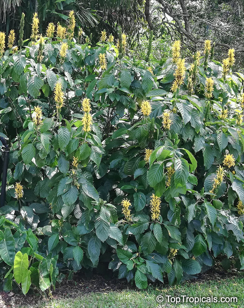Justicia aurea (Yellow Jacobinia)