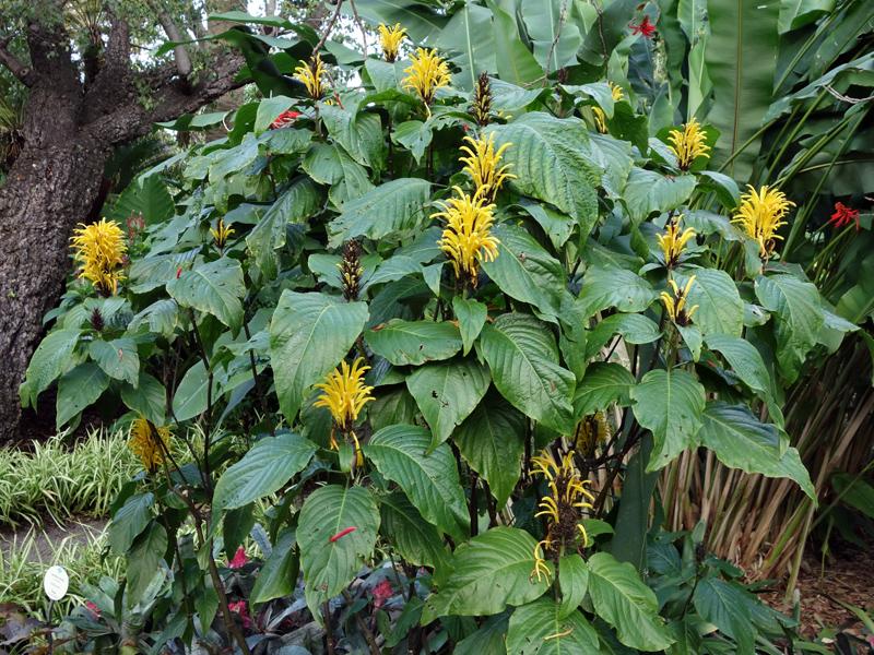 Justicia aurea (Yellow Jacobinia)