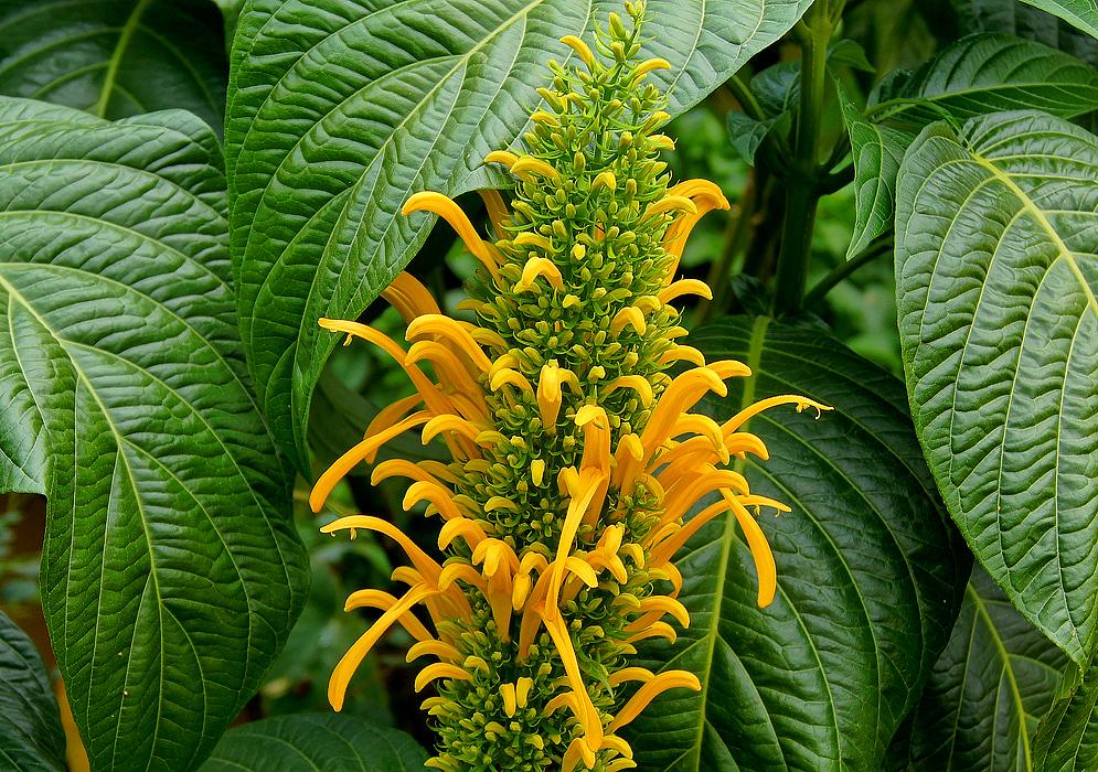 Justicia aurea (Yellow Jacobinia)