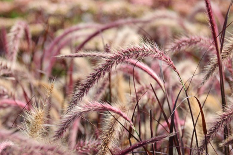 Pennisetum Setaceum ‘Red Riding Hood’ (Fountain Grass)