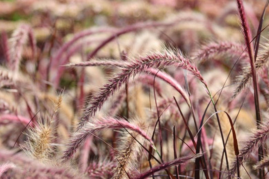 Pennisetum Setaceum ‘Red Riding Hood’ (Fountain Grass)