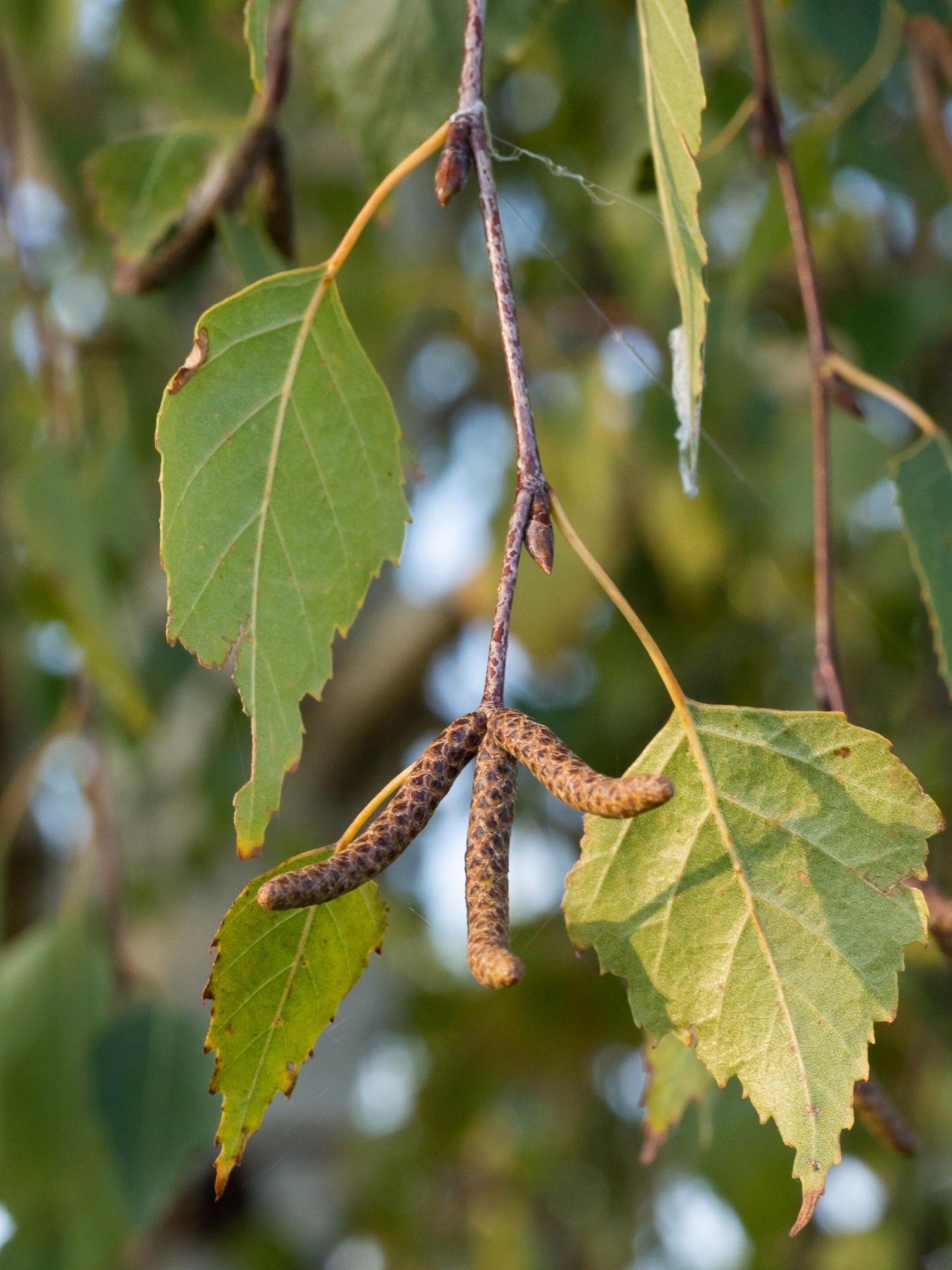 Betula Pendula Alba Copse (Silver Birch)