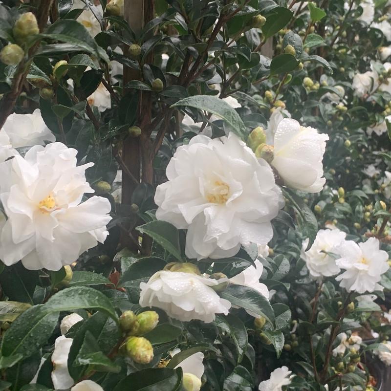 Camellia Sasanqua ‘Slimline Avalanche’ (Slimline Avalanche Camellia)