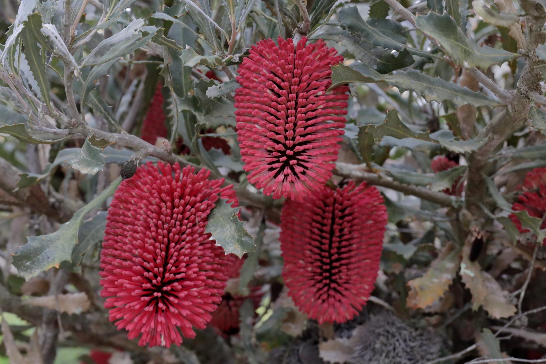 Banksia Caleyi (Caley’s Banksia)