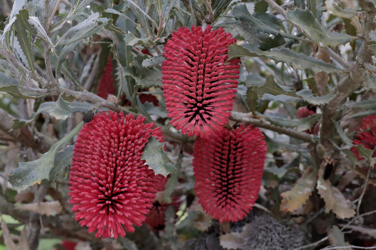 Banksia Caleyi (Caley’s Banksia)