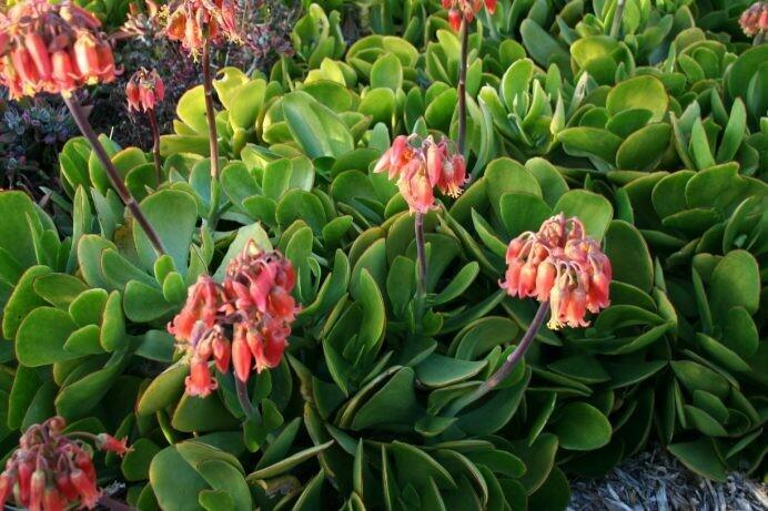 Cotyledon Macrantha (Paddle Plant)