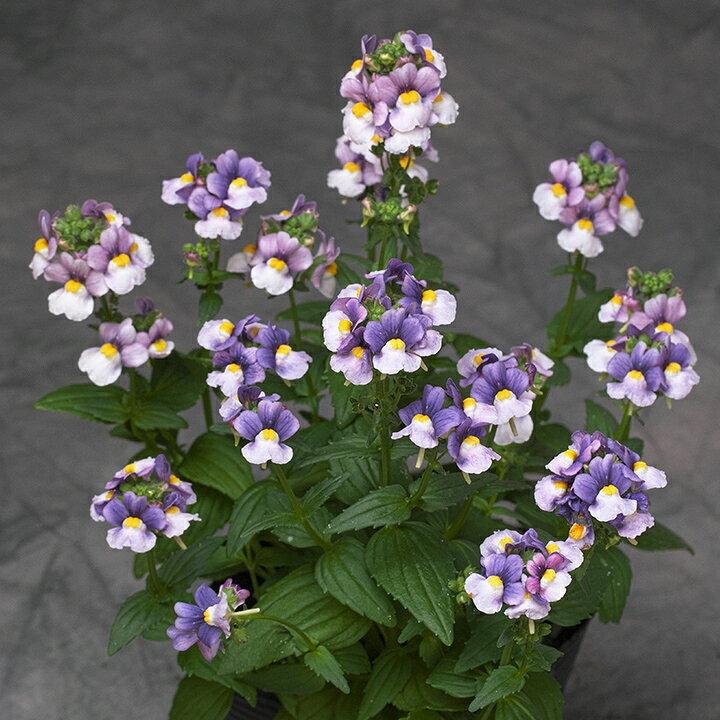 Nemesia caerulea ‘Triple Crown’ (Triple Crown Nemesia)