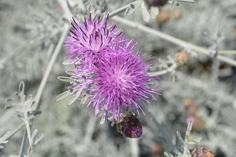 Centaurea gymnocarpa – Velvet Centaurea