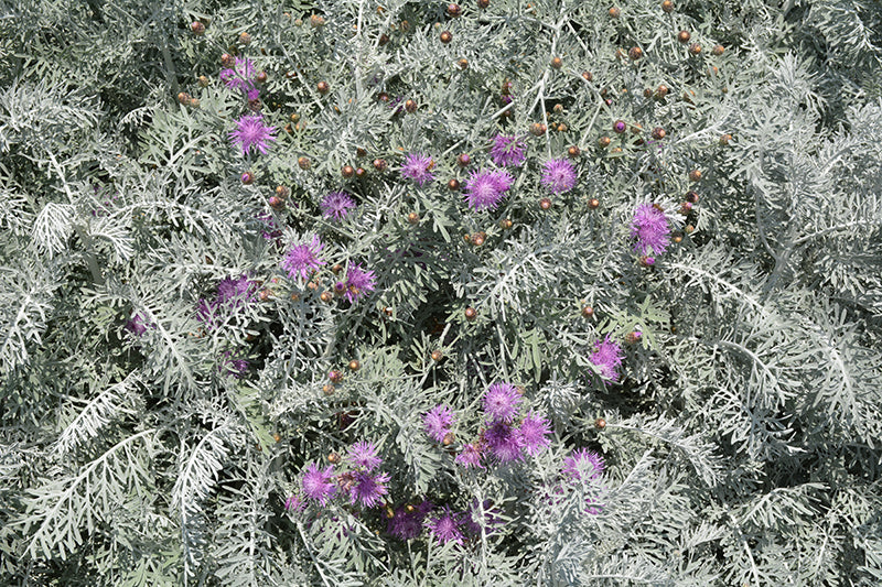 Centaurea gymnocarpa – Velvet Centaurea