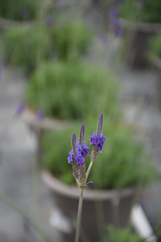 Lavandula pinnata ‘Sidonie’ (Sidonie Lavender)