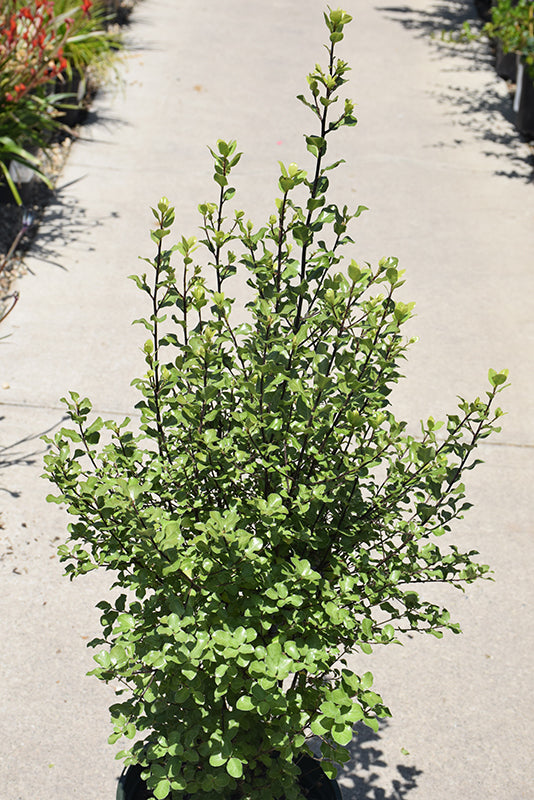 Pittosporum tenuifolium ‘Tasman Ruffles’ – Evergreen Screening Shrub