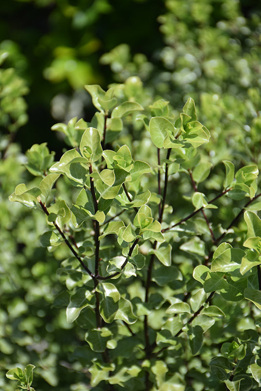 Pittosporum tenuifolium ‘Tasman Ruffles’ – Evergreen Screening Shrub