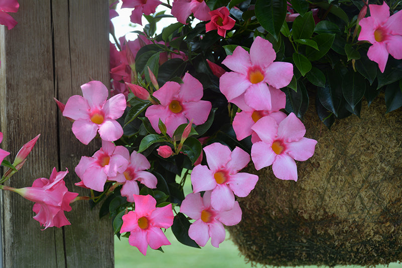 Dipladenia ‘Diamantina Tourmaline Pink’ (Bush Mandevilla)
