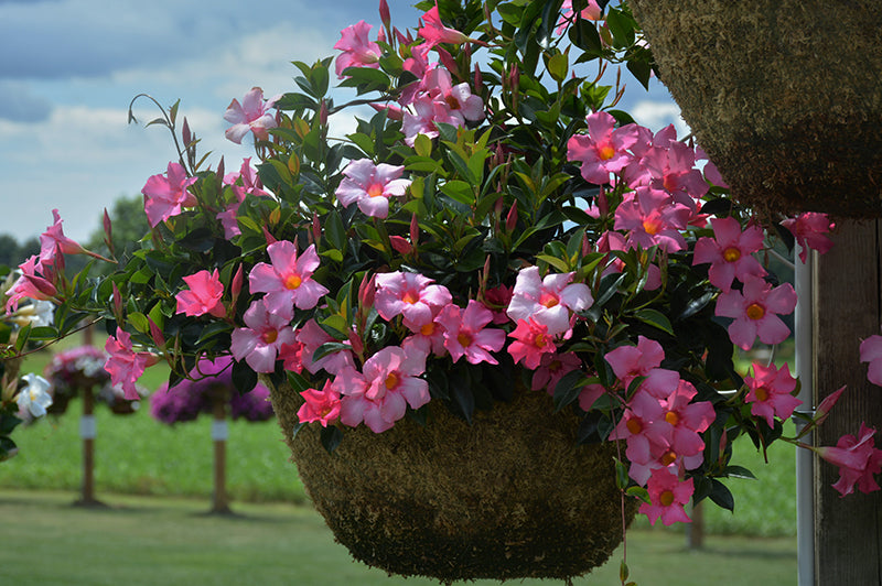 Dipladenia ‘Diamantina Tourmaline Pink’ (Bush Mandevilla)