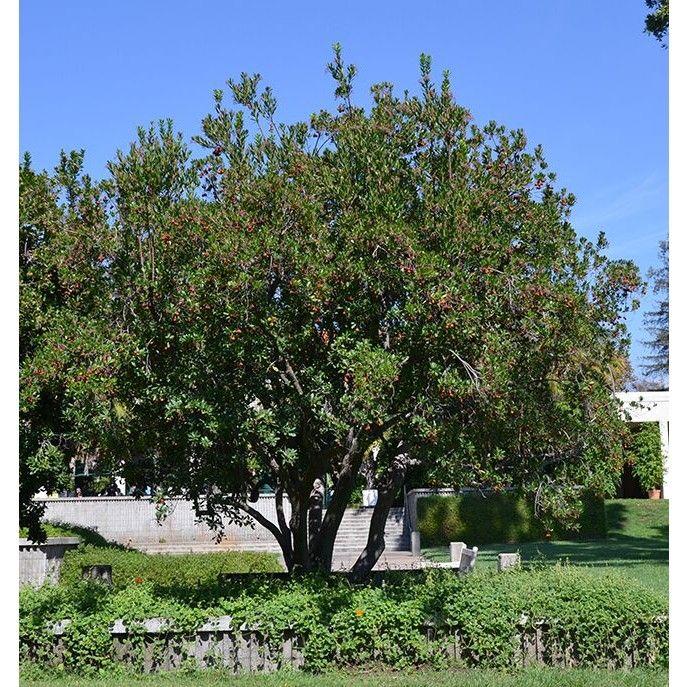 Arbutus Unedo (Strawberry Tree)