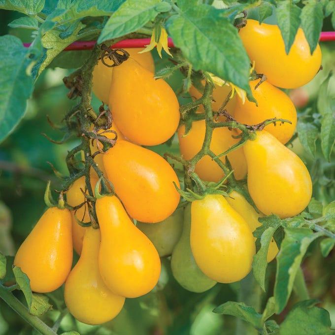 Solanum Lycopersicum (Tomato Yellow Pear)