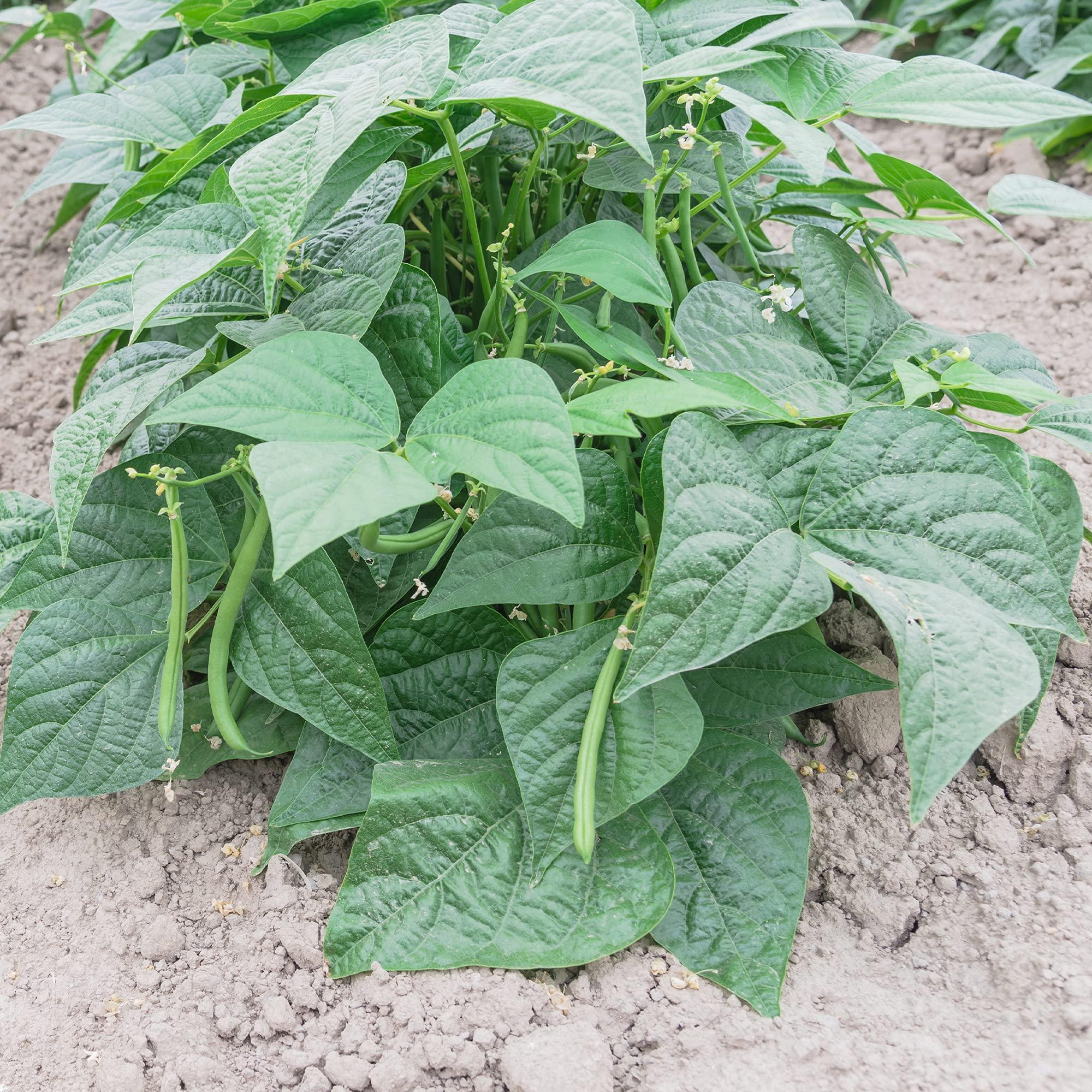 Phaseolus vulgaris (Bean Bush)