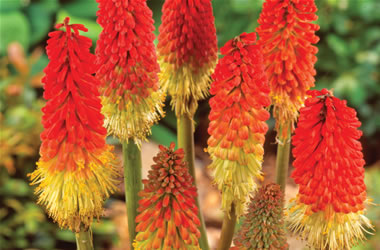 Kniphofia 'Winter Cheer' (Red-Hot Poker)