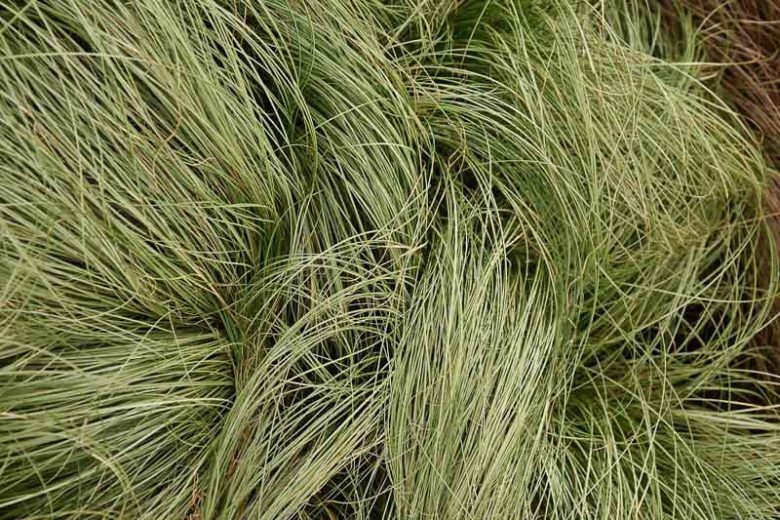 Carex spp. Frosty Curls (Frosty Curls Sedge)