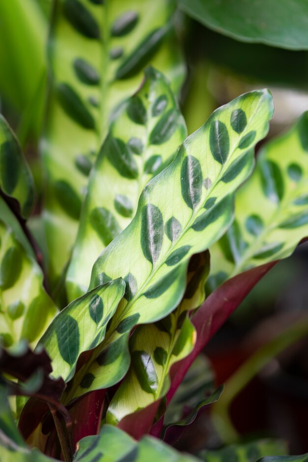 Calathea Insignis (Rattlesnake) (syn. Goeppertia)