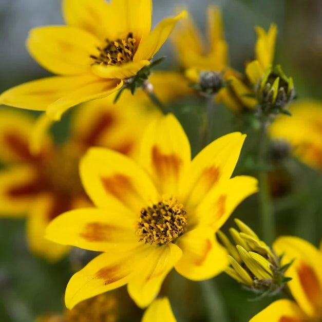 Bidens ferulifolia ‘Taka Tuka Blazing Star’
