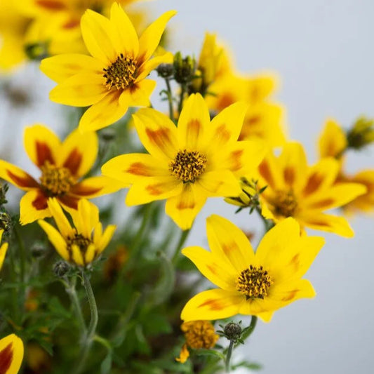 Bidens ferulifolia ‘Taka Tuka Blazing Star’