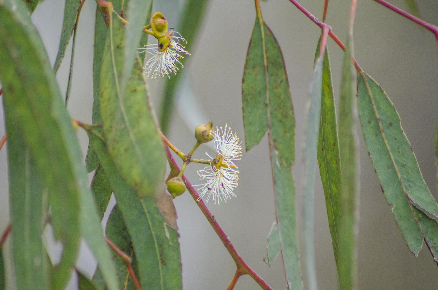 Eucalyptus Botryoides (Bangalay)