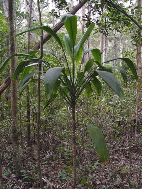 Cordyline Petiolaris (Broad-Leaved Palm Lily)