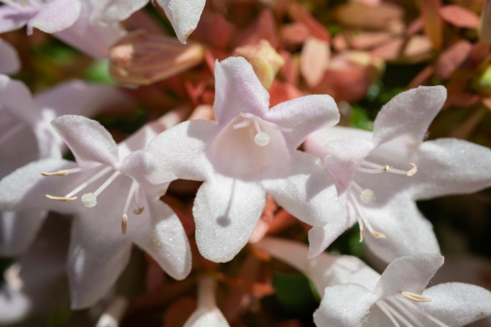 Abelia × Grandiflora ‘Nana’ (Dwarf Glossy Abelia)