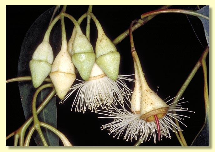 Eucalyptus Longifolia (Woollybutt)