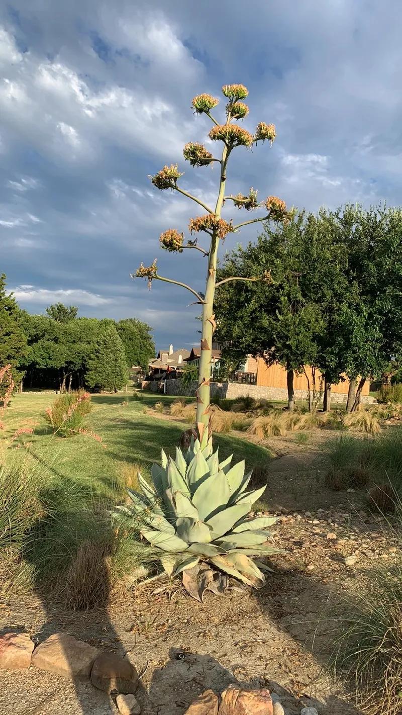 Agave parryi (Parry’s Agave)