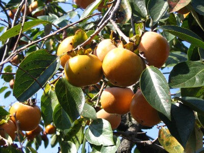 Diospyros kaki 'Rojo Brilliante' (Rojo Brilliante Persimmon)