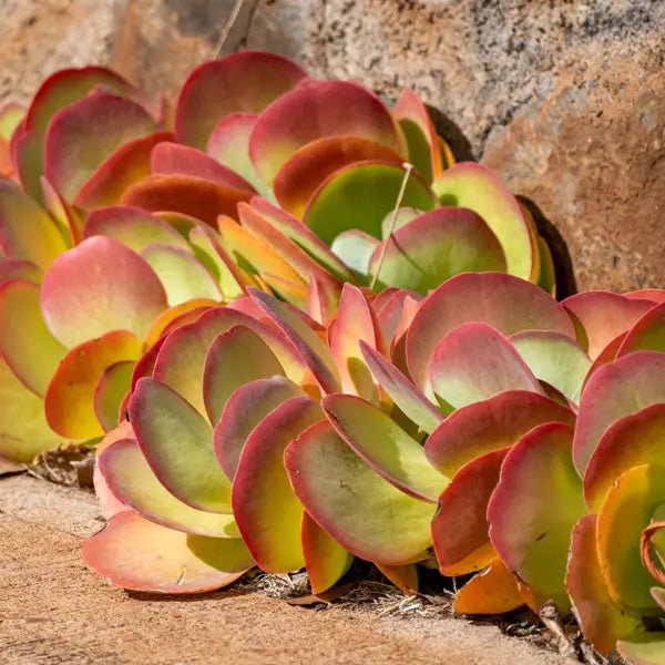 Kalanchoe thyrsiflora ‘Bronze Sculpture’ (Flapjacks)
