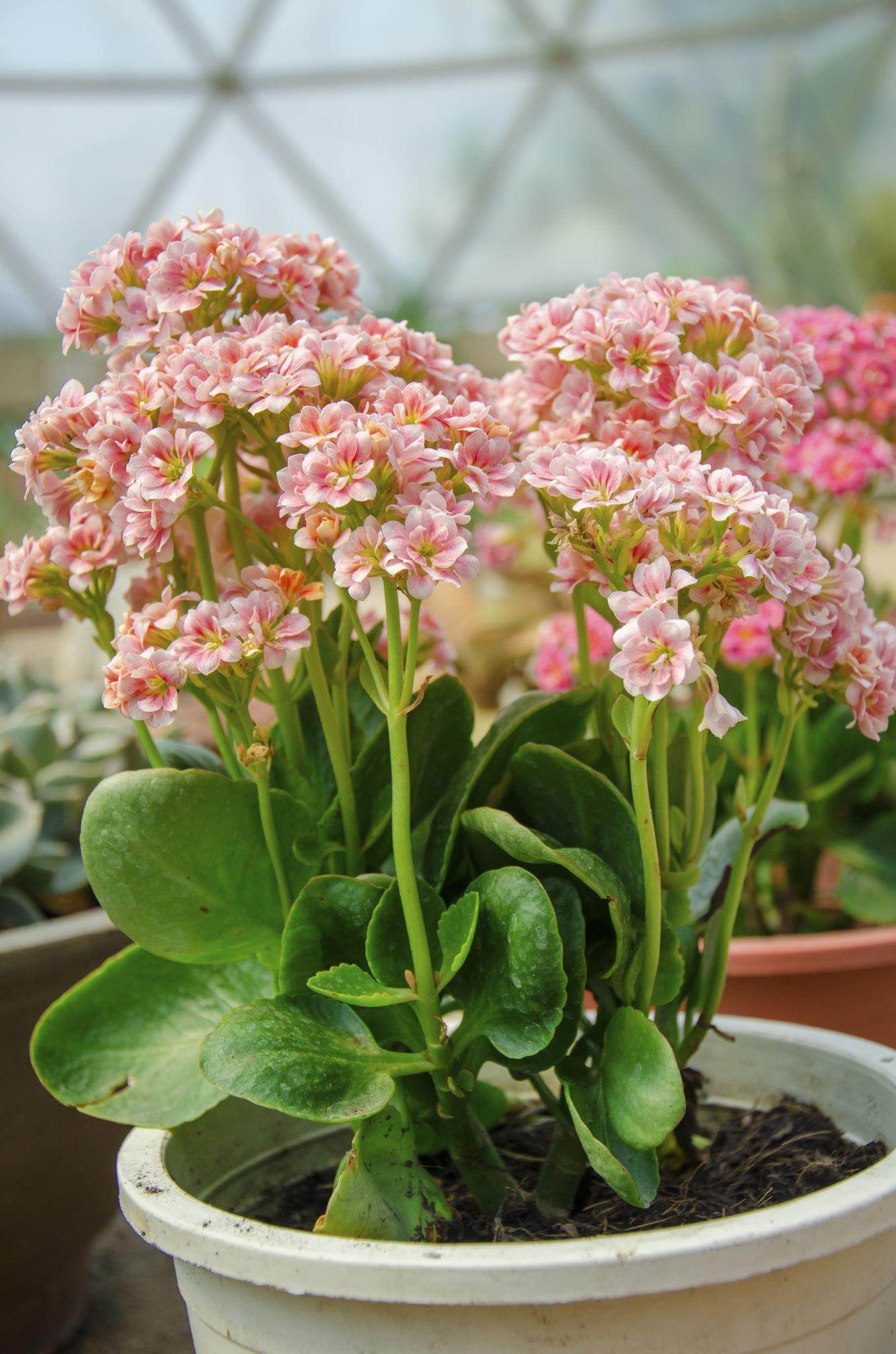 Kalanchoe Blossfeldiana (Calandiva Weaver Bicolour Pink)