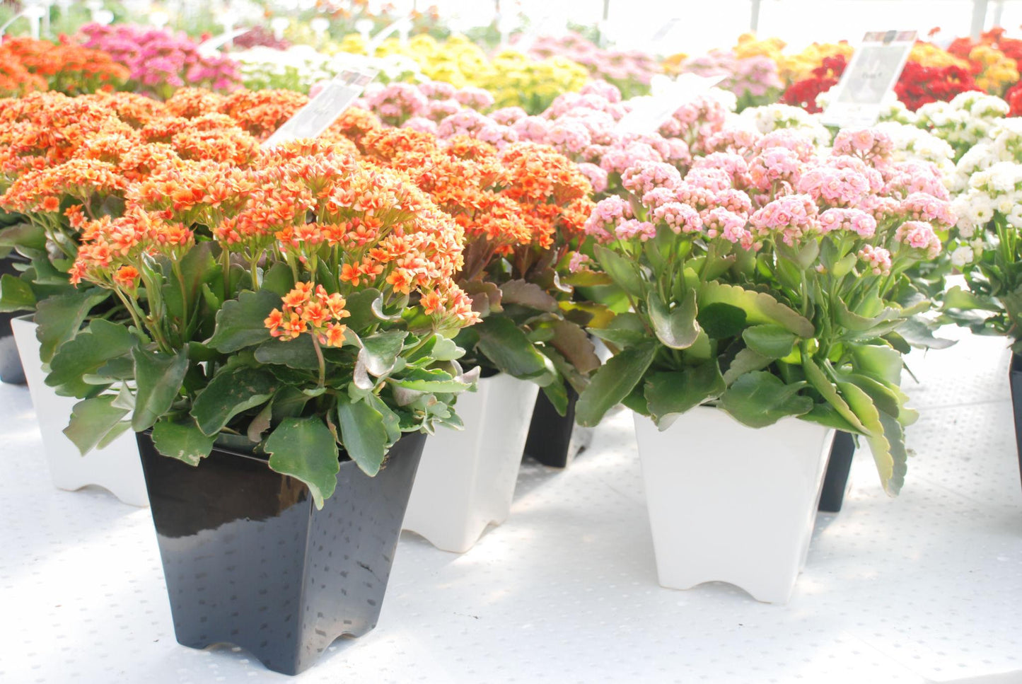 Kalanchoe Blossfeldiana (Calandiva Weaver Bicolour Pink)